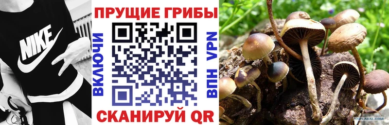 Купить  Андреаполь  Псилоцибиновые грибы MAGIC MUSHROOMS 